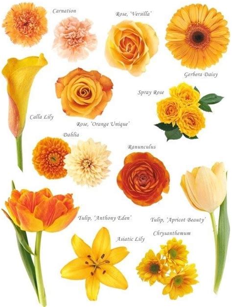 Names Of Orange Flowers Floral Designs Pinterest Gr Fico Flor