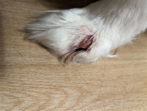 Inter digital cyst remedy for pup. Pictures included. : r/vet