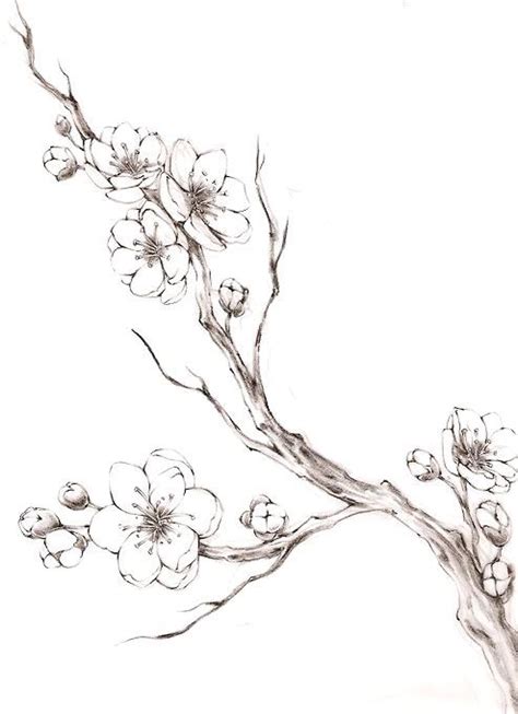 Sakura Blossom Tree Tattoo Cherry Blossom Drawing Tree Branch Tattoo