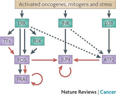 Network Of AP1 Signalling ERK JUN N Terminal Kinase JNK And P38 Are