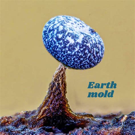 Earth mold