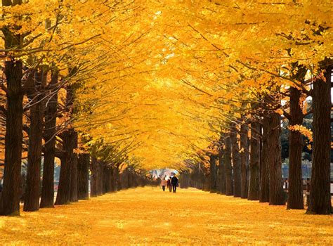 Autumn In Tokyo, Japan - Blain Harasymiw Photography