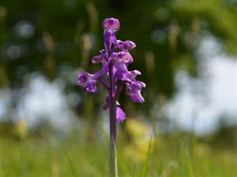 Where And When To See Wild Orchids In The Uk Plantlife