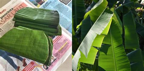 Daun Pisang Cepat Layu Ini Petua Kekal Segar Lebih Seminggu