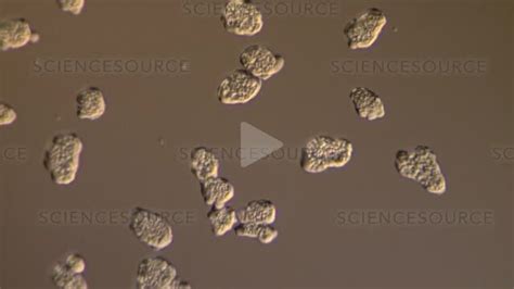 Entamoeba Histolytica Parasites Stock Video Science Source Images