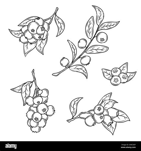 Madame Blueberry Coloring Pages