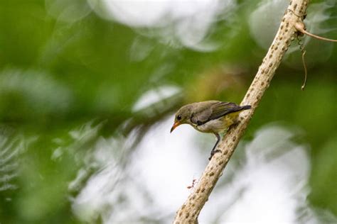 Burung Madu Sepah Raja Foto Stok Potret And Gambar Bebas Royalti Istock