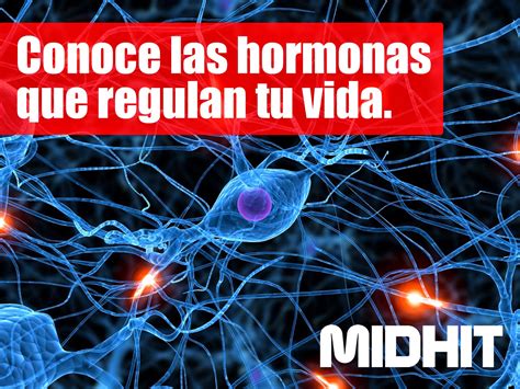 Midhit Conoce Las Hormonas Que Regulan Tu Vida