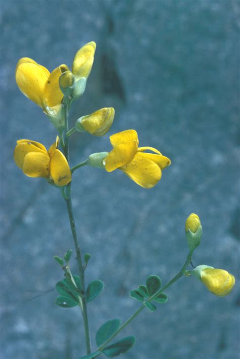 Baptisia tinctoria (yellow wild indigo): Go Botany