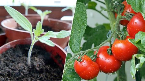 Growing Tomatoes in Pots: How to Plant Them on Your Balcony - Utopia