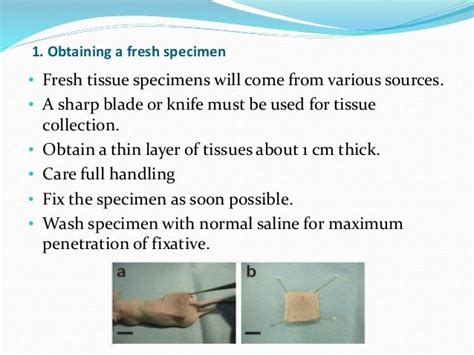 Tissue Preparation Histology