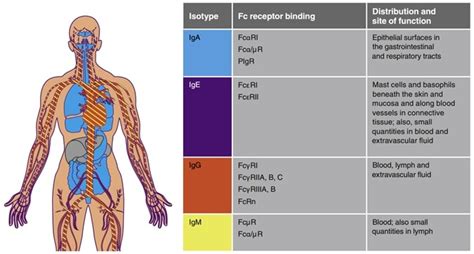 The two strategies for FcRn mediated therapeutic mechanisms