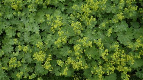 Alchemilla Mollis Rosaceae Image At Phytoimages Siu Edu