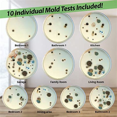 Evviva Sciences Mold Test Kit For Home 10 Simple Detection Tests