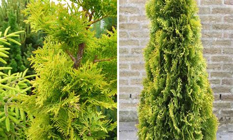 Thuja Occidentalis Jantar Amber Gold Arborvitae Garden Plants Online