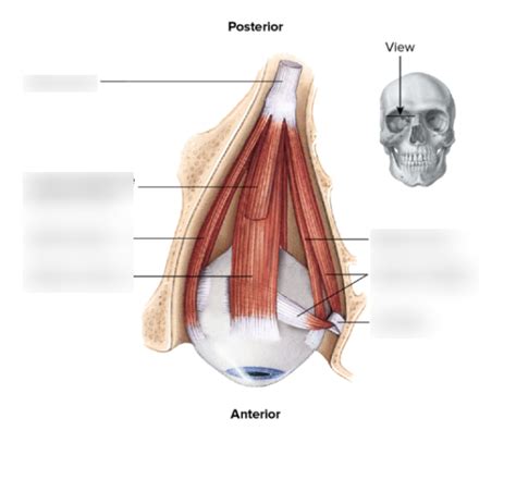 Extrinsic Muscles Diagram Diagram Quizlet