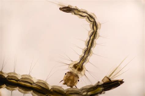 Premium Photo Close Up Mosquito Larvae In Light Microscope Larvae