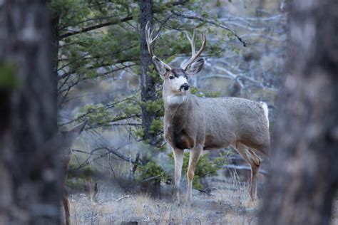 Reward Doubles To Possible 2k For Tips On Poached Mule Deer Near Florence