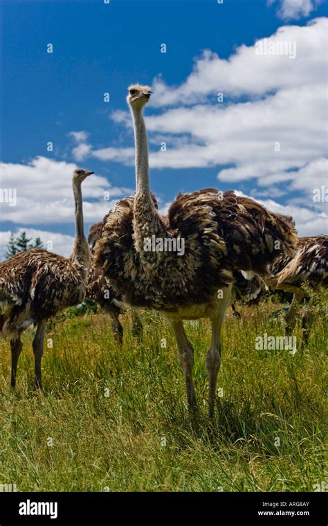 Ostrich On Ostrich Farm Ontario Canada Stock Photo Alamy