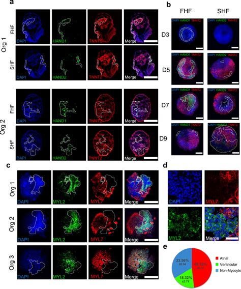 Heart Field Development And Cardiomyocyte Specification In Human Heart