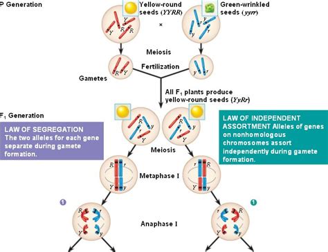 The Behavior Of Chromosomes Cell Division And Genetics Review