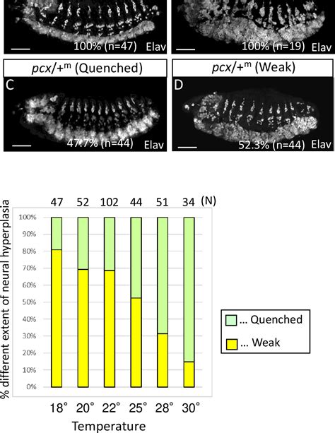 Figure From Insight Into Notch Signaling Steps That Involve Pecanex