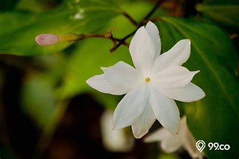 Jenis Bunga Melati Paling Populer Untuk Mengisi Taman