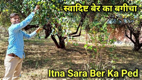 Apple Ber Ke Kheti Me Aa Gya Apple Ber Farming In India Apple Ber