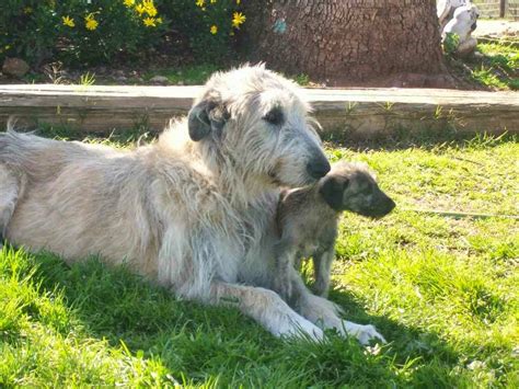 Rules of the Jungle: Irish wolfhound puppies