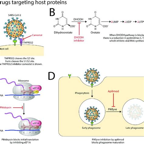 Four Mechanisms By Which Repurposed Drugs Target Cellular Host