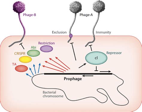 Phage-host dynamics. A lysogenic cell is depicted carrying a prophage ...