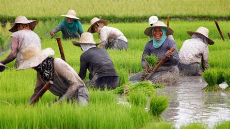 Sektor Ng Agrikultura Nanawagan Na Isama Sana Ang Mga Magsasaka At