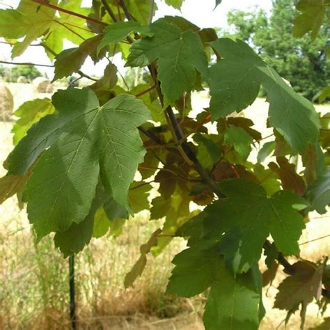 Erable Sycomore Acer Pseudoplatanus Jeune Plant En Godet 30 50 Cm