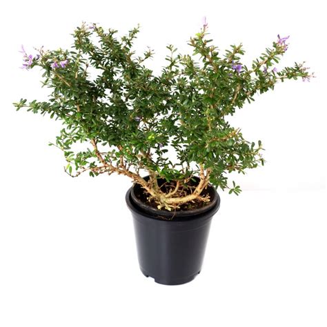 Buy Braya Plant Desmodium Unifoliatum Online At