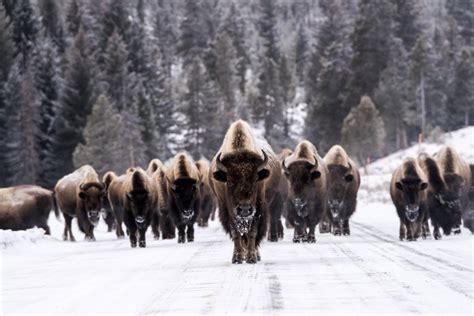 Fotos Yellowstone Celebra Sus A Os El Parque En Im Genes El