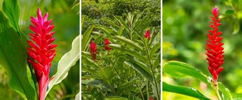 40 Plantas Con Flores Rojas Para Un Jardín Encantador ¡planterista