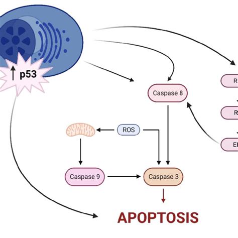 Mechanism Of Action Of The Anticancer Activity Of The Leaf Of P