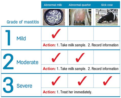 Make Better Decisions With Mastitis Grading Chart Progressive Dairy