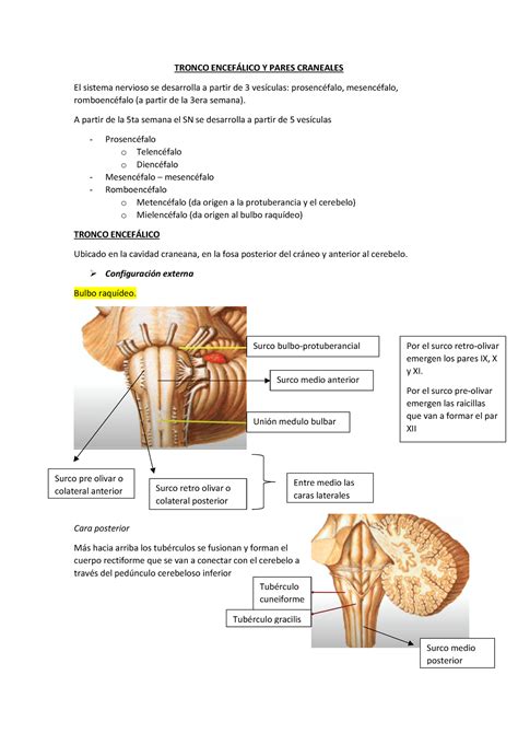 Tronco Encef Lico Y Pares Craneales Tronco Encef Lico Y Pares
