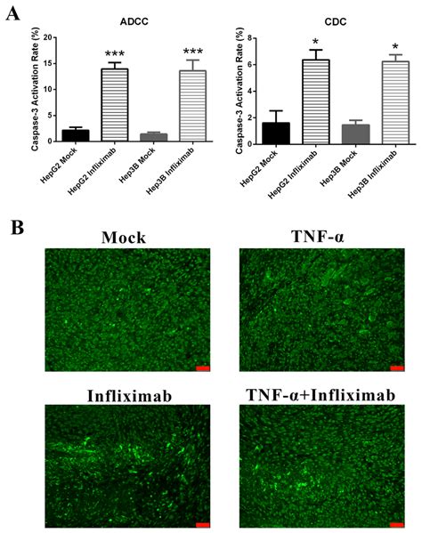 Effect Of Anti Tnf Treatment On Hcc Tumor Cell Apoptosis In Vitro And