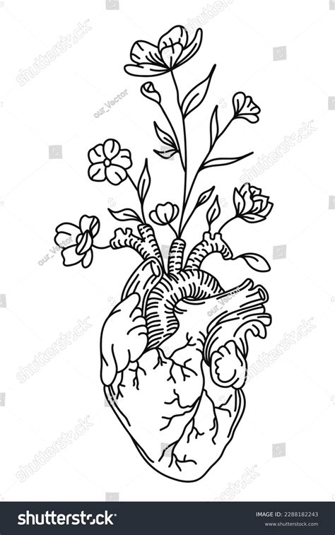 Anatomical Heart Flowers Floral Heart Vector Stock Vector Royalty Free