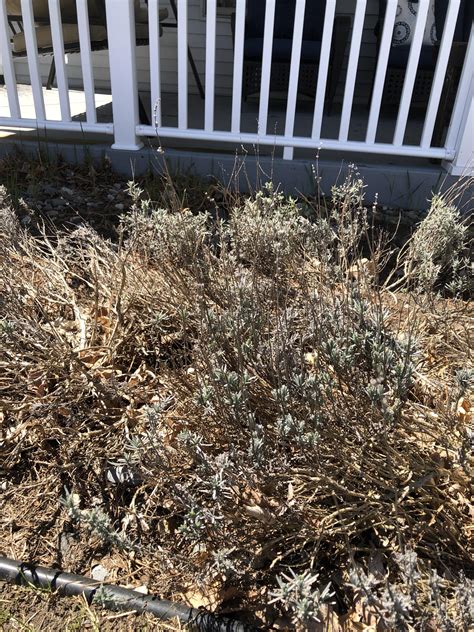 Do Lavender Plants Need Trimming at James Madrigal blog