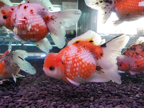 Beautiful pearl scale goldfish! : r/Goldfish