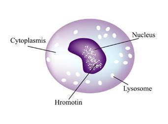 Monocyte - Definition and Examples - Biology Online Dictionary