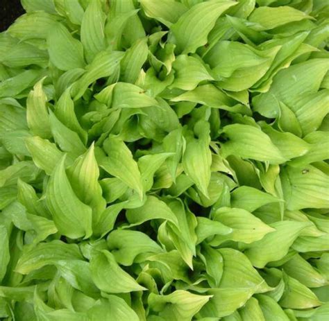 Hosta Lemon Lime Hosta Ombelle Et Radicelle