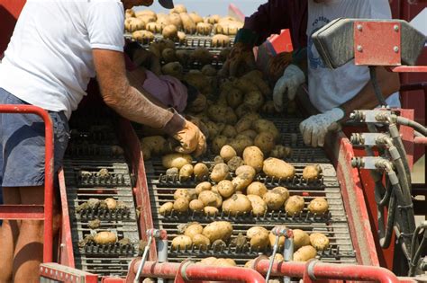 Potato Sorting Travis White Communications