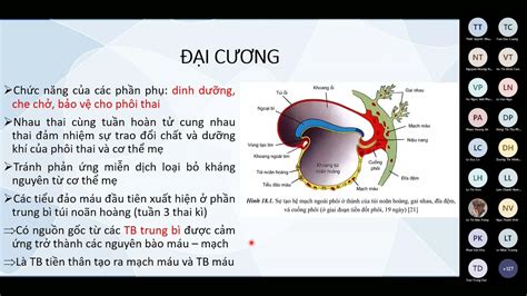 Sự Tạo Và Phát Triển Phần Phụ Của Phôi Thai Phôi Thai Hệ Hô Hấp Youtube