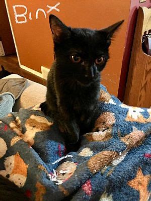 Rochester Ny Domestic Shorthair Meet Binx A Pet For Adoption