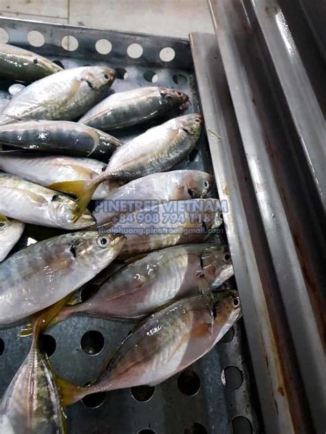 Bigeye Scad Pinetree Vietnam Co Ltd Seafood Exporter And Supplier