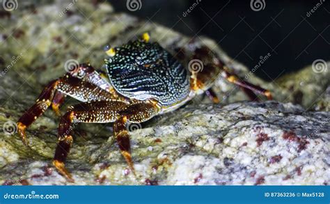 Fair Tropical Crab On Shores Of Bengal Bay Stock Photo Image Of